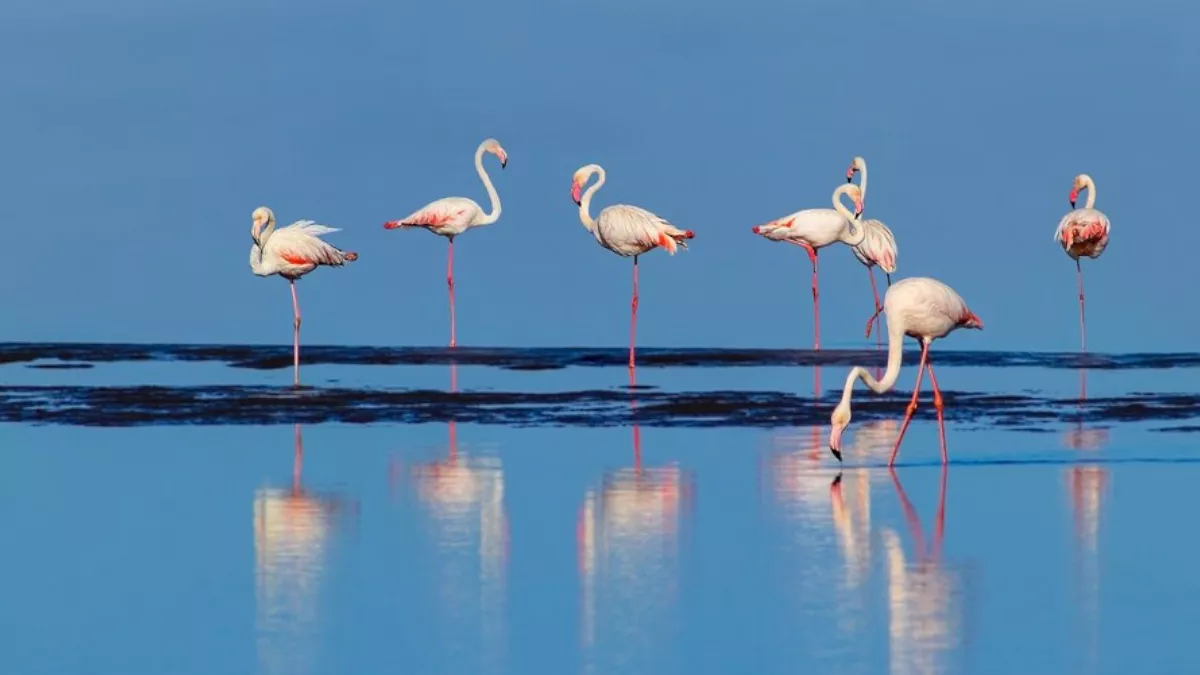 World Migratory Bird Day