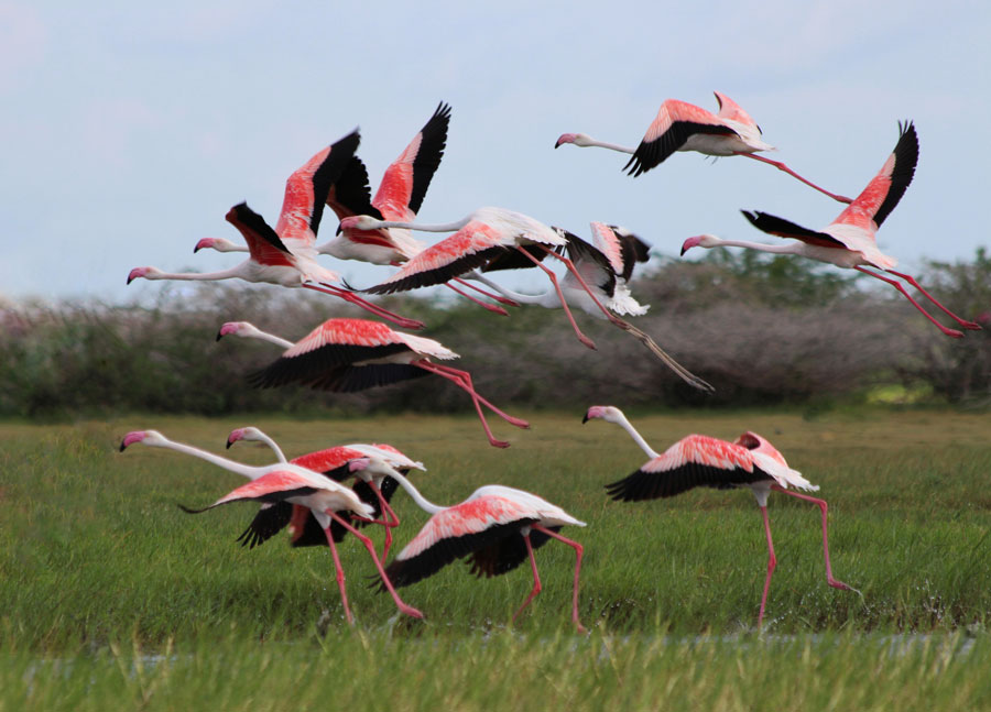 World Migratory Bird Day