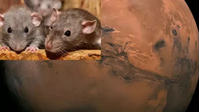 Rats can survive on Mars, scientists claim